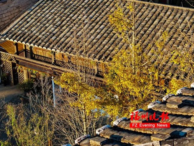 黄了！红了！福州大面积上新！颜值高峰！