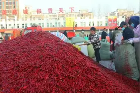 每天600吨！柘城辣椒大市场交易火爆图片