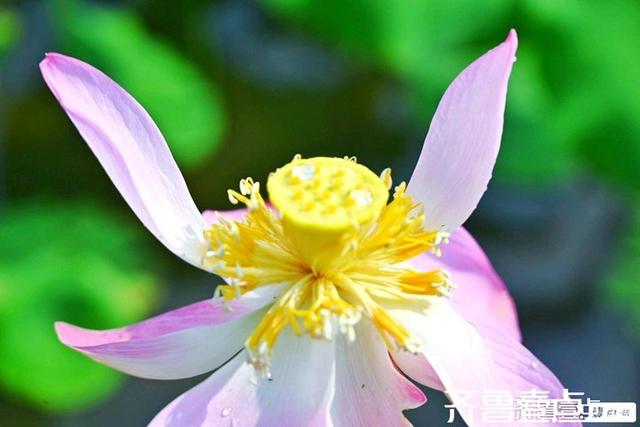 壹点号·秀山东｜黄河公园夏韵悠悠荷满塘