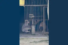 大熊猫“双双”被游客扔玻璃瓶？重庆动物园：正在排查，已建立不文明行为监测名单图片
