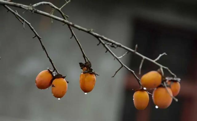 南漳：一键收藏！送你满枝头的“柿柿如意”