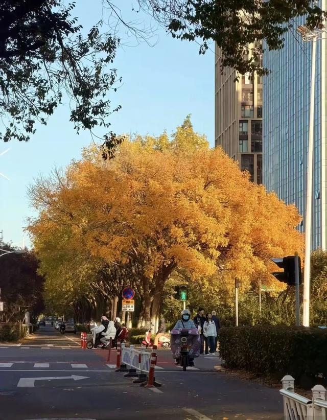漫步日照之秋 | ① 巨好看！山东路的一颗秋天！