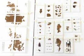 流失近80年后，子弹库帛书回归祖国图片