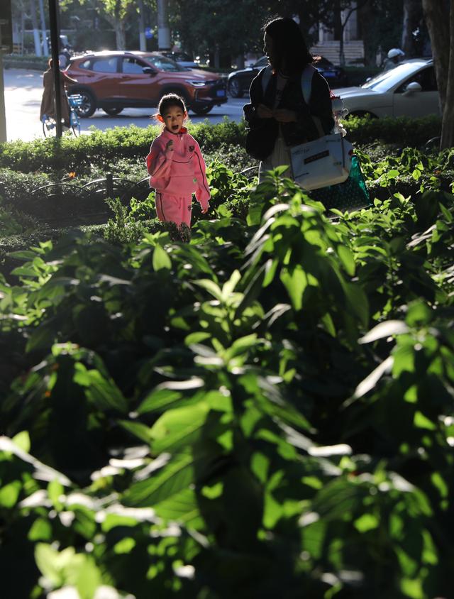 申城秋日暖阳上线，公园街头处处好风景