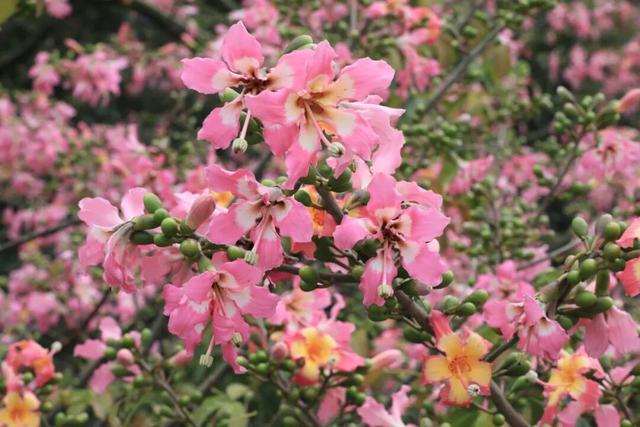 融江河畔“美人树”盛放 粉妆冬日添浪漫