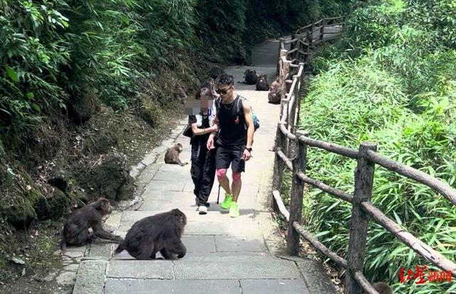 背、抱、扛女游客爬山遭质疑“擦边”，峨眉山陪爬团队：九成游客为女性，不会主动拉背扛抱，主要保障安全