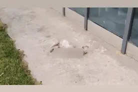 高校回应保洁将流浪狗从3楼扔下摔死:行为过激已开除视频封面