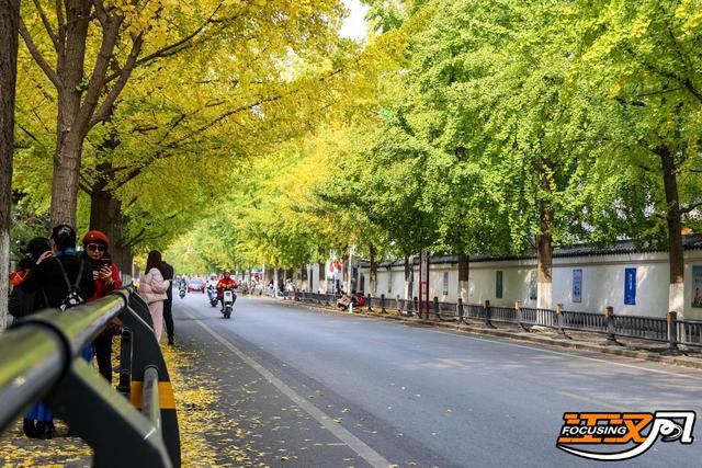 荆州秋意正浓，“金色浪漫”上线！