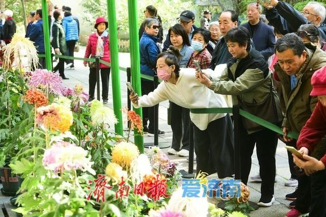 花海模式已开启，趵突泉菊展最佳观赏期来了！