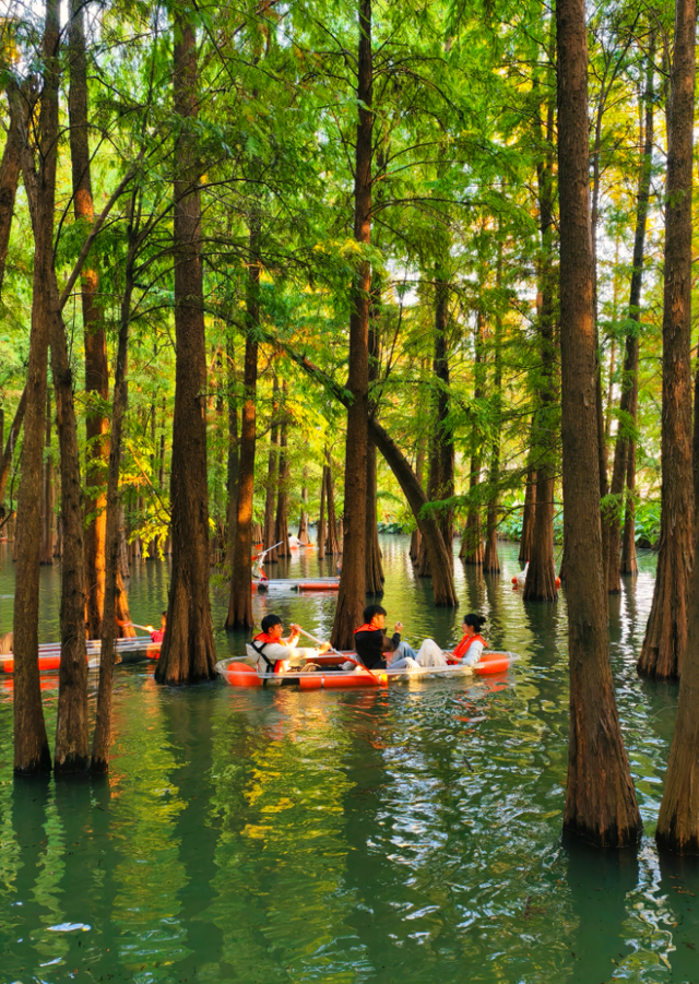 速报！七星岩落羽杉开始变红，快来get秋天的第一张大片