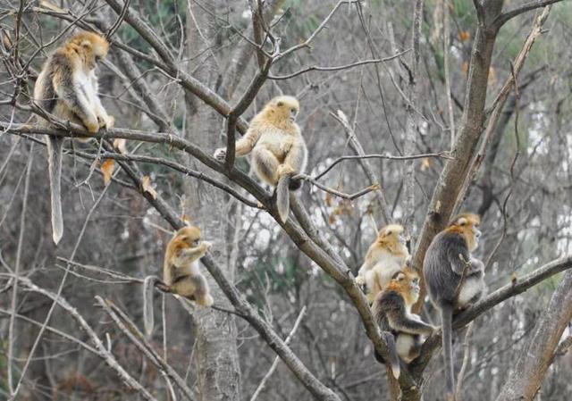 黄龙自然遗产地：IUCN世界自然保护大会的首次精彩亮相