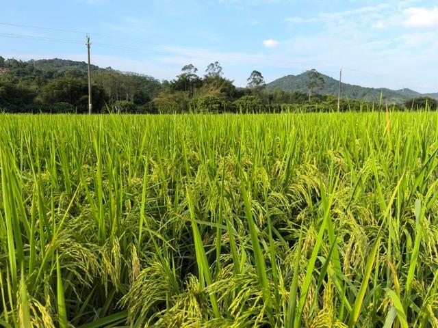 视觉增城｜“果”然有趣！快来正果邂逅甜蜜“丰”景
