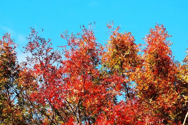全国第二，南京栖霞山！