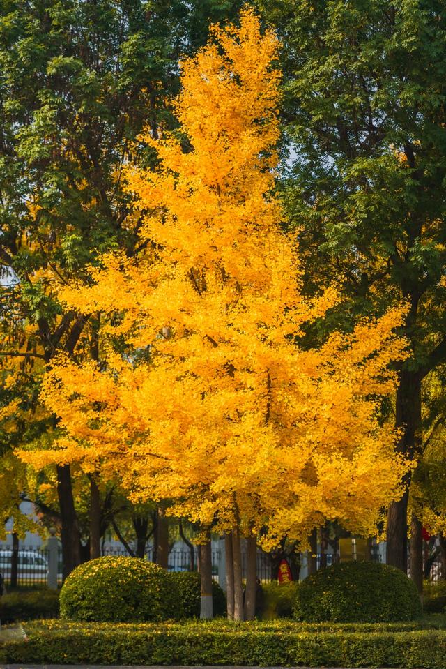 深秋郑州文博广场：600株银杏绘就“金色画卷” 邂逅浪漫秋韵