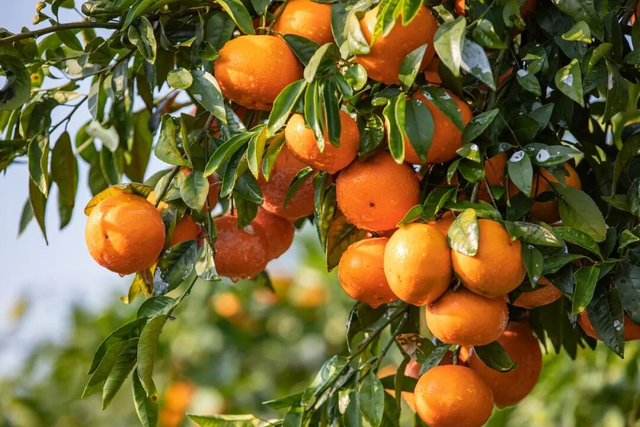 南宁就是冬日旅游天花板！摘果+跑马+演唱会+美景打卡，带你玩转“水果自由”之旅