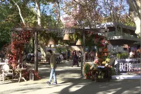 第二届秋季进口球根花卉展在复兴公园举办，进博同款潮流花卉争相斗艳图片