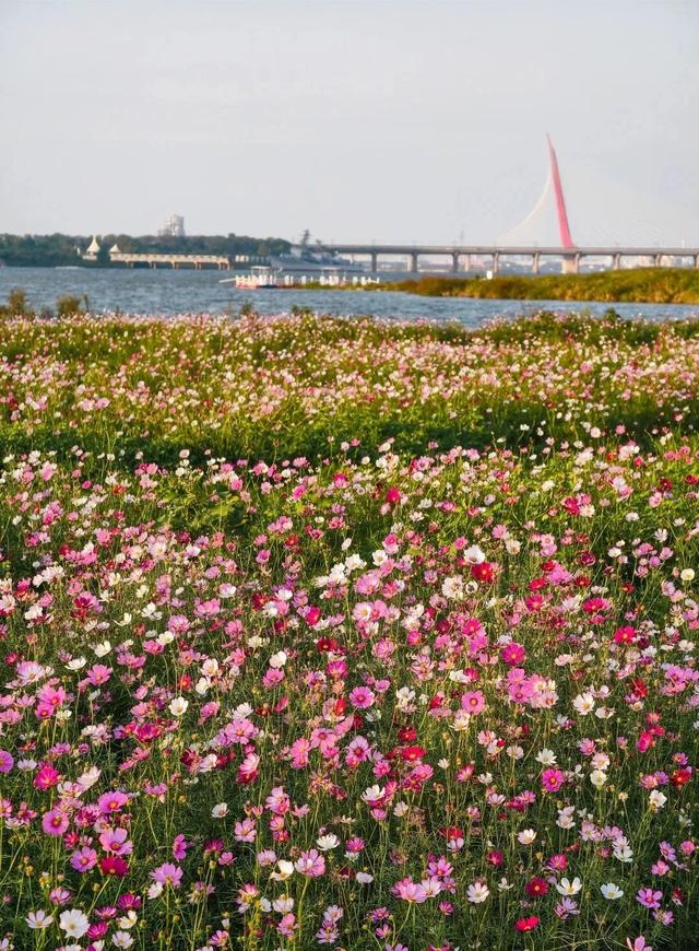 原来冬日里的江西，也会“花开成海”！