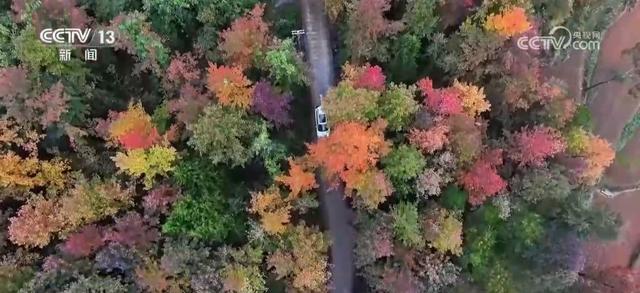 雾凇、冰川、彩林，山水画卷醉游人！各地冬日“限定版”美景纷纷“上线”