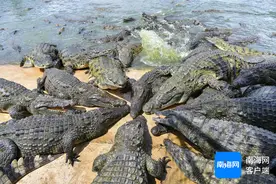 探访海南“鳄鱼小镇”：存栏量近40万条 市场供不应求图片