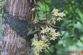 铁皮石斛花开出“美丽经济”图片