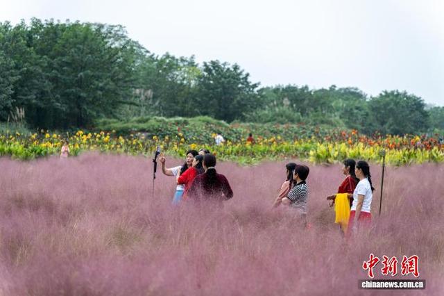 四川成都：市民游客畅游粉黛花海