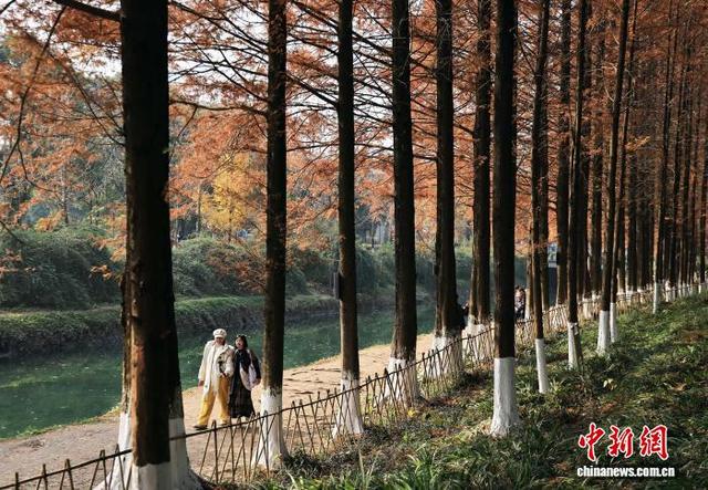 成都升仙湖公园水杉林染“红妆”引游人
