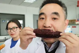 上海特用玉米团队研发营养健康新品种，满足市民多样化需求图片