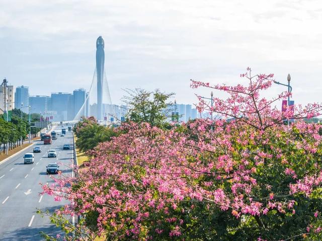 天气正好、花正开，去看粉色的东莞！
