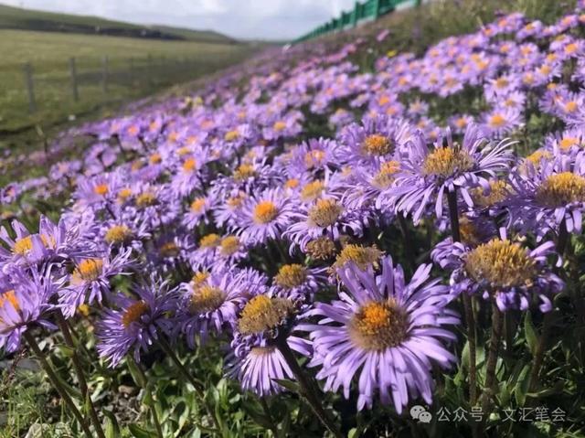 《庐山恋》里的野菊花 | 龙仁青
