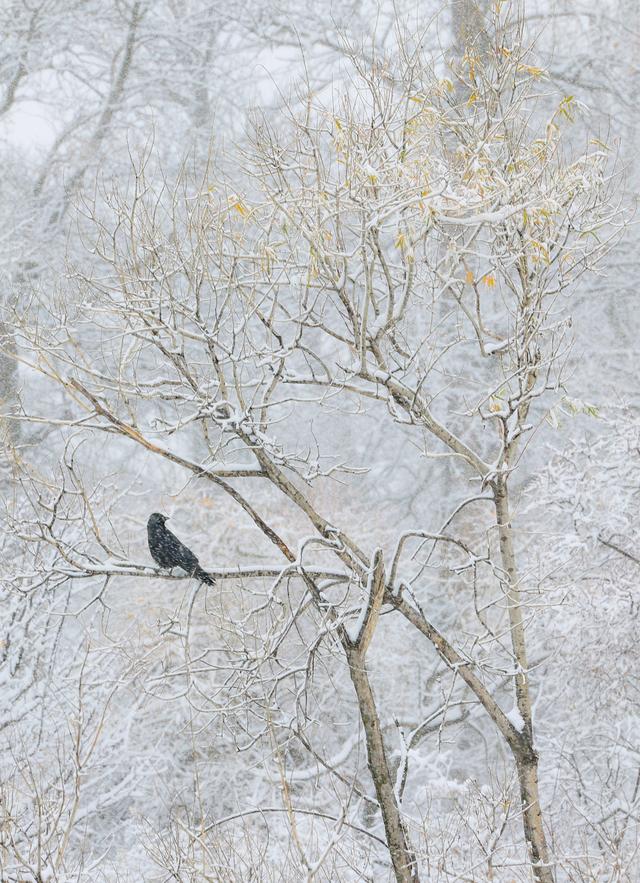疆山如画丨雪花纷飞 那拉提披上银白盛装