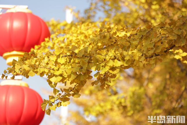 澳门路银杏树披“金甲”