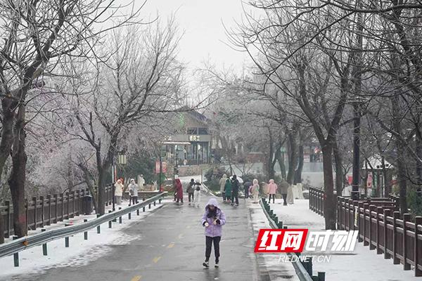 组图丨银装素裹，美成水墨画！岳麓山限定版冬景“上新”