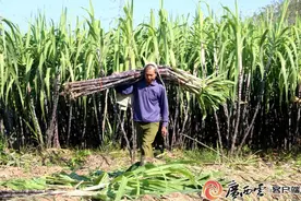 南宁市邕宁区广良村果蔗获丰收 甜蜜事业节节高图片