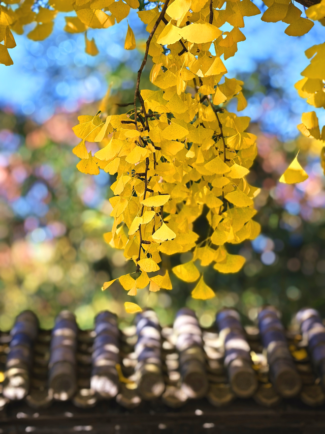 有一种美，叫“地坛的秋”