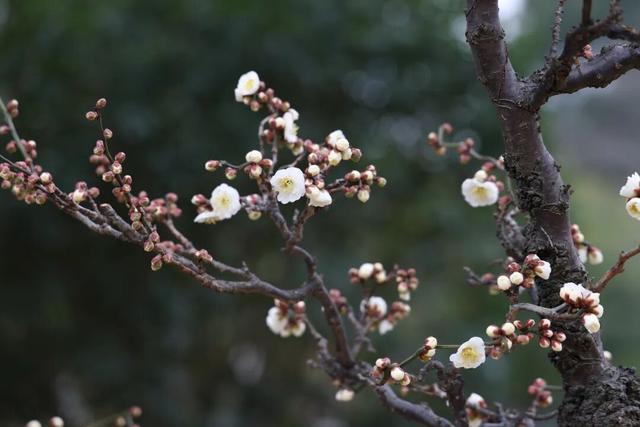 临水白梅盛开！在上海这个公园免费打卡→