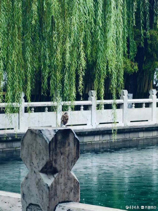 双节拍 | 雨中逛一逛，济南四大泉群之一——珍珠泉