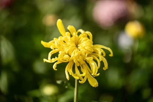 菊等你了！来重庆乘轨道交通打卡这些赏菊地