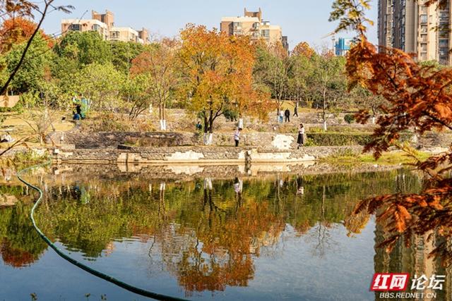 穿过林影与水光，走进长沙圭塘河的暖冬图景