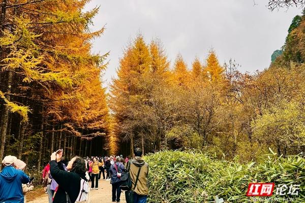 岁暖时刻丨光雾山诺水河那片秋末初冬的景色好撩人