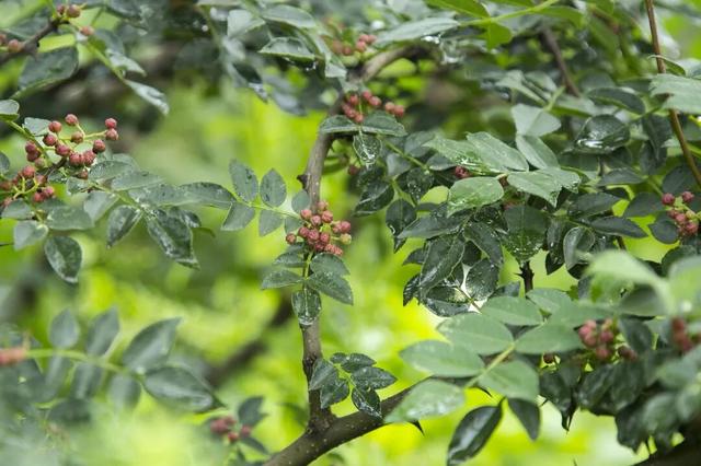 【冬季暖阳 凉山不凉】最全美食美景旅行攻略出炉！第一次来泸沽湖旅游必看！