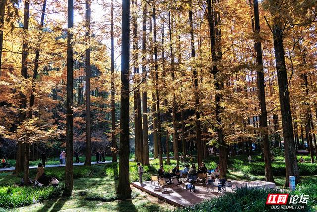 【每日一图@湖南】刷屏预警！靖州排牙山千亩水杉林绝美上线