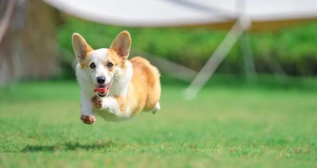 东港，把红叶与暖阳都拥入怀