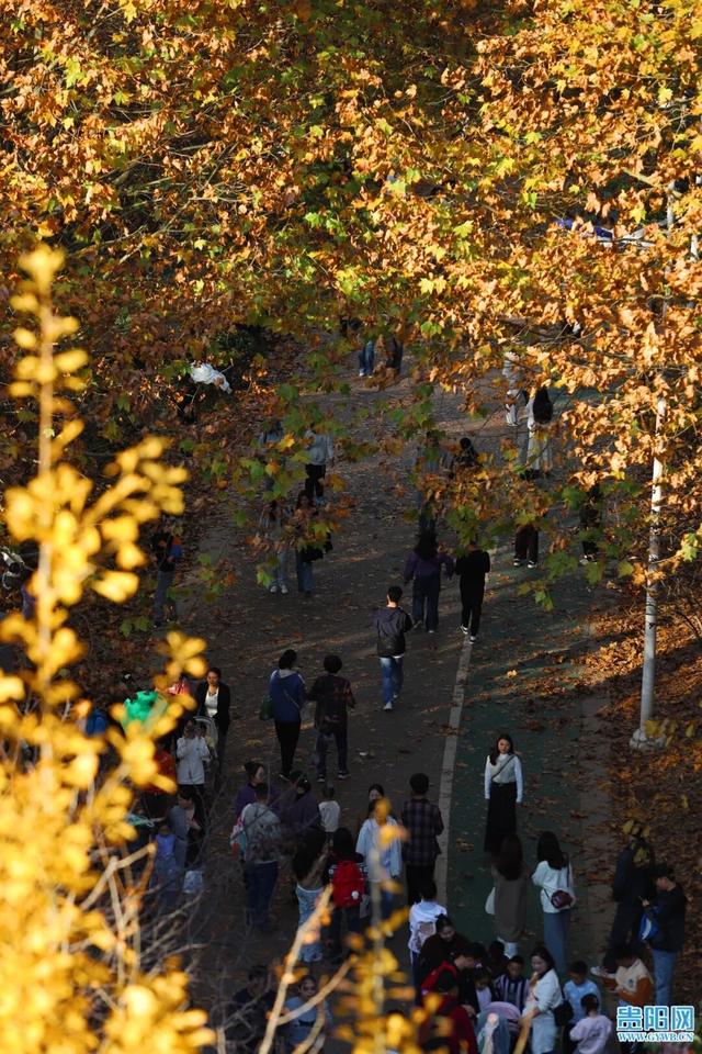 这含“金”量，不摆啦！贵阳的秋天，谁懂？