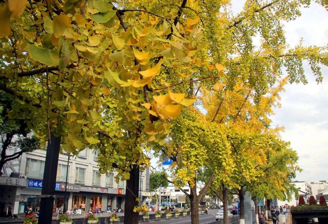 江苏苏州：街头银杏渐泛金黄 古城添别样美感