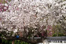 落户济南32年的最美的樱花灿烂怒放图片