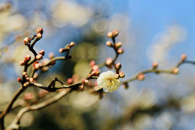 梅中顶流提前绽放，武汉东湖梅园寻“龙”正当时