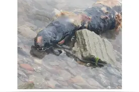 南京江边疑似发现死亡江豚？专家辟谣图片