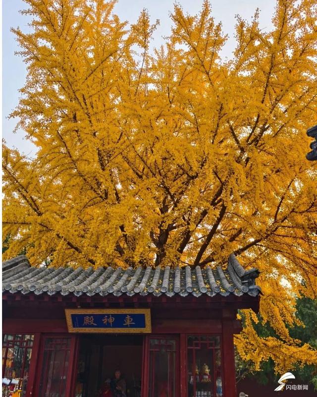 组图丨一大波美图来袭！泰山景区9个赏秋地超出片