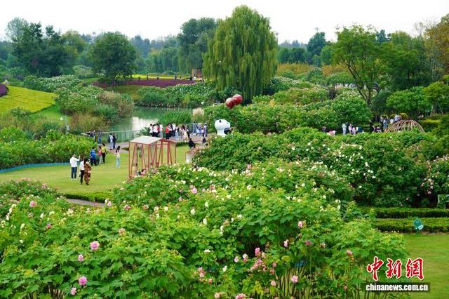 成都天府芙蓉园花开满园：吸引市民游客簇拥赏花拍照