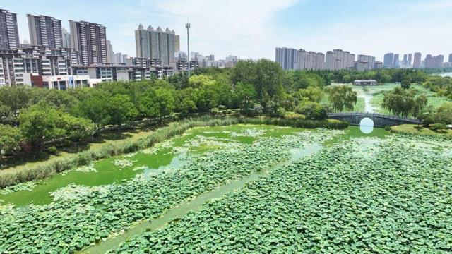 来宿城，打卡我“荷”你的浪漫